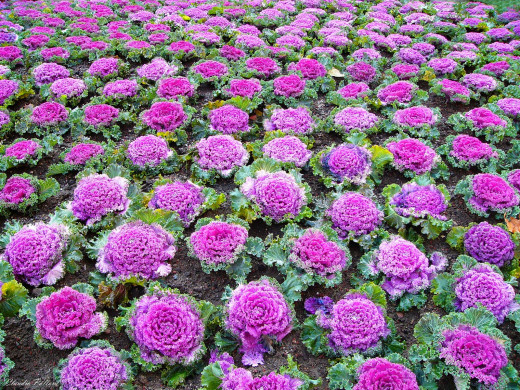 428077 (a): :1600x1200